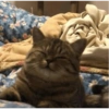 Gatos Cura Depresión😽😎 11