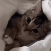 Gatos 7
