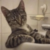 MEMES GATITOS 19 9