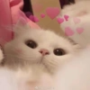 Michis para el chat🐱💬 26