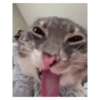 Забавный Кот с Высунутым Языком