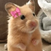 Hamsters Fofinhos 🐹 6