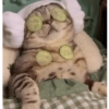 Gatos 10