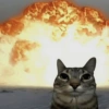 🐈‍⬛🐱🧶 GATOS | CATS 5 🧶🐱🐈‍⬛ 21