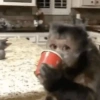 Macaco 18