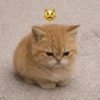😼🫐 TikTok Cats 🫐😼 11
