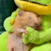 HAMSTER 23