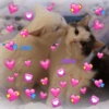 Gatinhos Fofos 💖💕💗💖💓💖💕💞💘💝 11