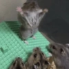 HAMSTER 21