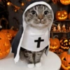 Cats on Halloween 9 🐱🎃✝️