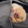 HAMSTER 24