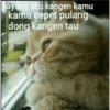 Stiker kucing imut  22