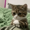 🙀 GATITOS MOODS 😽 7 🙏😻