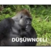 Goril goril 21