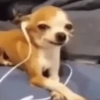 CACHORRO 🐶 6