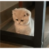 Под столом