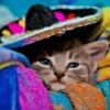 Mariachi Cats🤠😺✨ 9