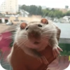Ratinhos para o Chat 🐭❤️ 23