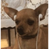 CACHORRO 🐶 5
