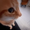 Gatos loucos 🤣🐈 13