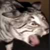 Gatitos Random ✨️😻 8