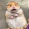 HAMSTER 11