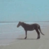 Reações + cavalos 🐎 17