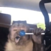 Macaco 29