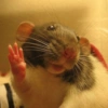 Randoms de animales  11