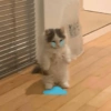 Cat kucing meme 17