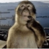 Macacos engraçados 9