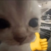 Stiker kucing with emoji kyut 4