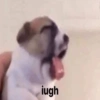 iugh