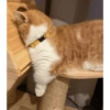 Уставший Кот