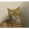 Kucing Oren imoet  12