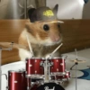 Hamsters Fofinhos 🐹 29
