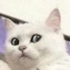 MEMES GATITOS 8😍 5