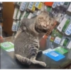 🌈🐈‍⬛✨️Gatos Funny Mood✨️🐈🌈 8