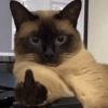 Sassy Cat Middle Finger