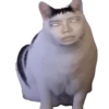 Кот с Человеческим Лицом