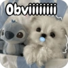 Reacciones Perritos coquetos 🐶 11