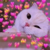 Gatitos de amor 😺💘💞 6