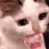 🌈🐈‍⬛✨️Gatos Funny Mood✨️🐈🌈 15