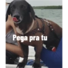 Figurinhas 5
