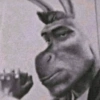 Burro do Shrek 13