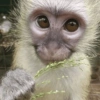 Macaco 11