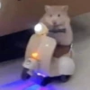 HAMSTER 5