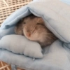 HAMSTER 25