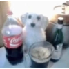 Cocal