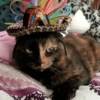 Mariachi Cats🤠😺✨ 11
